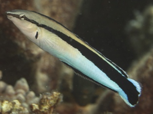 aspidontus taeniasus
